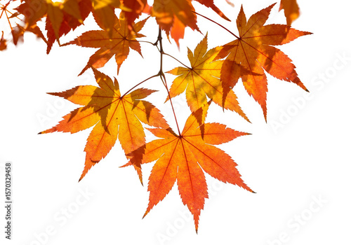 Isolated Autumn Maple Leaves Fall Foliage Transparent Background PNG
