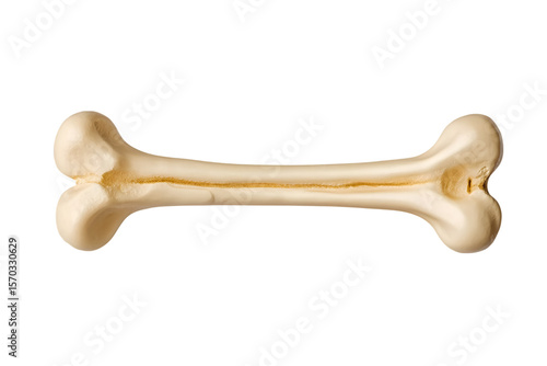 Wallpaper Mural Ivory bone sits horizontally against a transparent background creating a minimal design perfect for veterinary or pet related projects. Torontodigital.ca