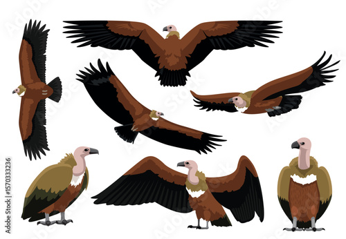 Griffon Vulture Bird Various Poses Cartoon Vector Illustration