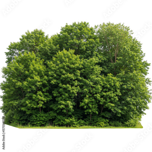 Isolated Green Tree Bush Transparent Background PNG Natural Foliage