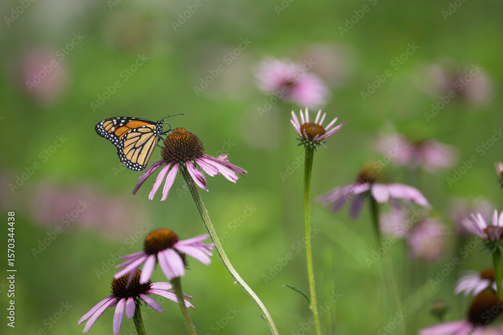 monarch butterfly on prairie coneflowers monarch butterfly on prairie coneflowers