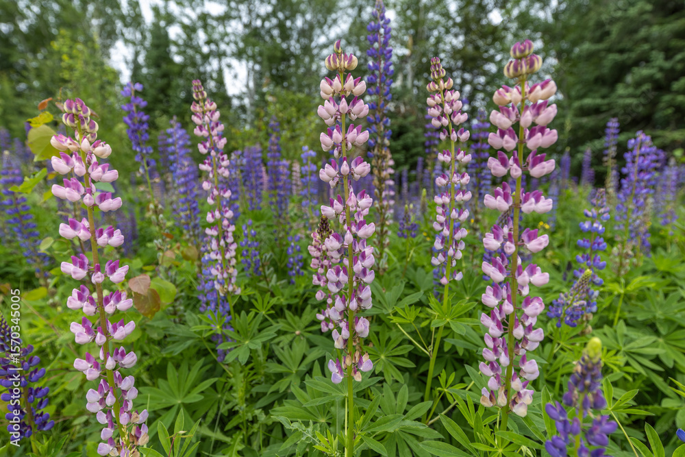 Obraz premium patch of wild lupine 