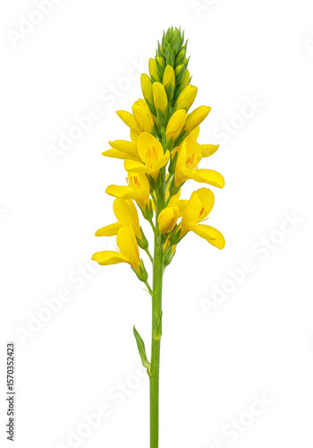 Isolated Yellow Sweetclover Bloom Detailed Flora Fresh Transparent PNG