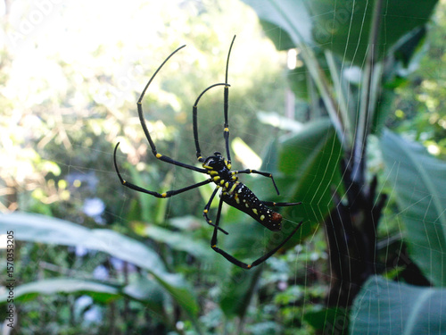 Fényképezés The large and terrifying wood spider is not a dangerous species