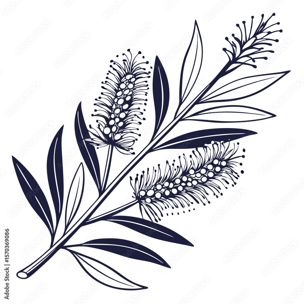 Fototapeta premium black and white callistemon