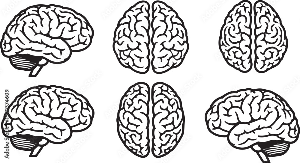 Brain Anatomy Illustrations in Black and White, Featuring Side and Top Views of the Human Brain Brain Anatomy Illustrations in Black and White, Featuring Side and Top Views of the Human Brain