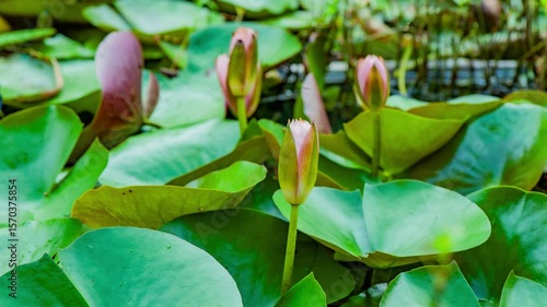 The process of water lilies blooming in the pond