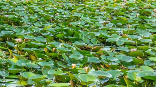 The process of water lilies blooming in the pond