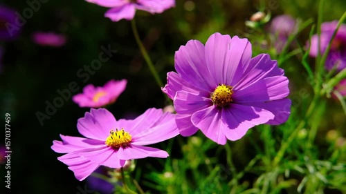 コスモス、 秋桜、 花、植物、 こすもす、 秋、秋素材、素材、イメージ、朝日、朝焼け、 風景、満開　 秋イメージ　 秋桜素材　 コスモス素材　 コスモスイメージ　 秋桜イメージ　 自然　 草　 野原、 景色、 空、田舎、緑色、グリーン、背景、アウトドア、 きれい