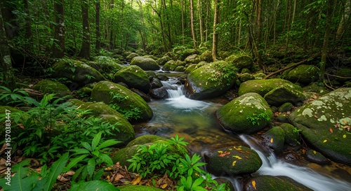 Mossy Boulders and Flowing Stream in a Lush Green Forest