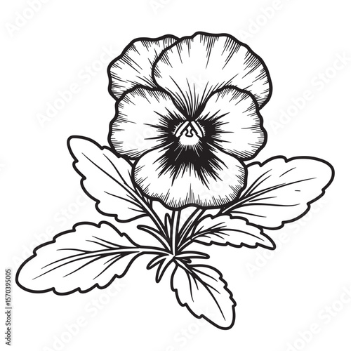 Detailed line art illustration of a beautiful pansy flower with leaves and stem