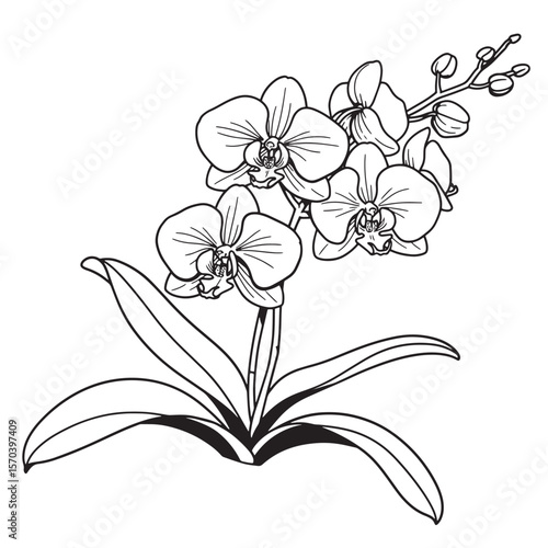 Elegant black and white vector illustration of a blooming orchid plant with delicate details