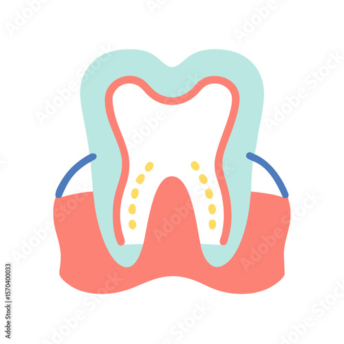 Anatomical tooth cross-section illustration in pastel color palette