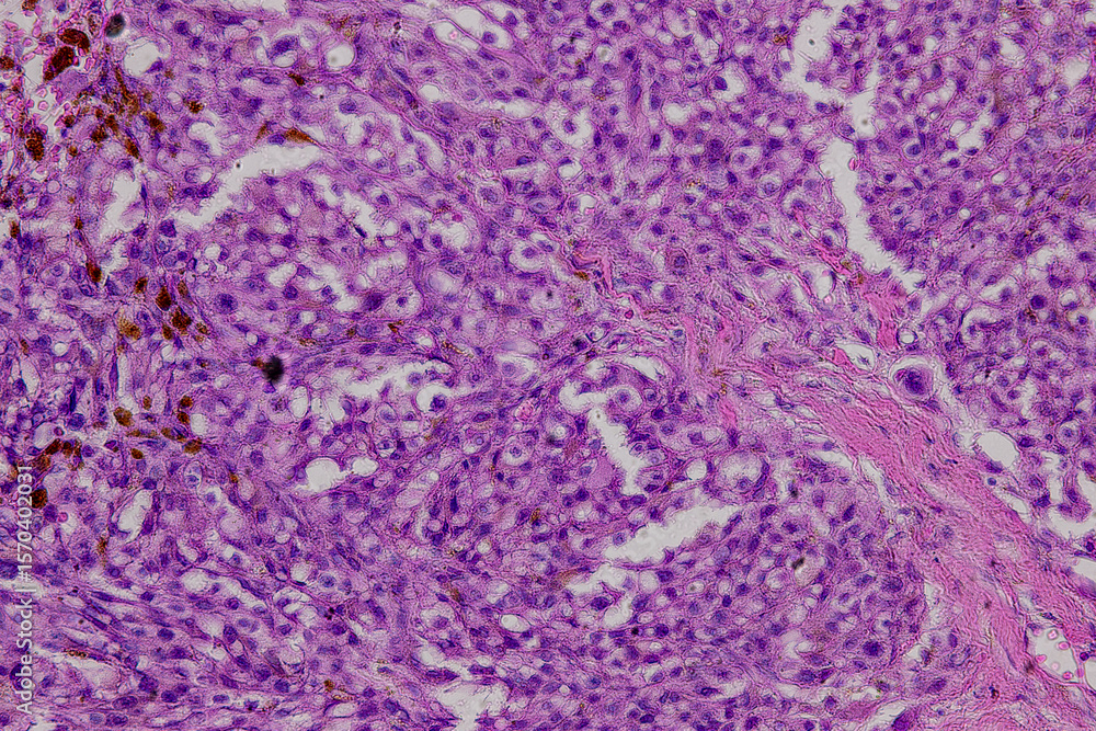 Obraz premium Pathology and Histology Tissue of Mammals under microscope.