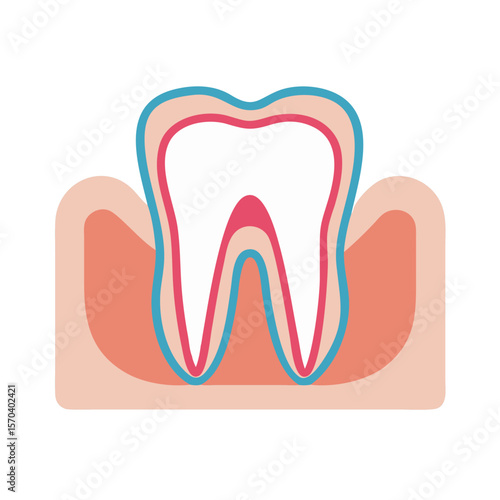 Stylized illustration of a human tooth with gums