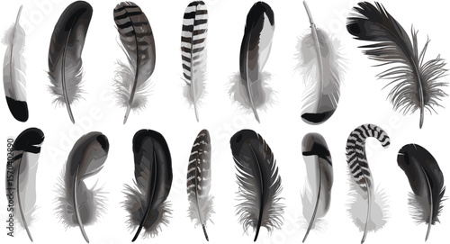 Realistic bird feather set, vector illustration, natural plumage design, black and white feathers, wildlife decorative isolated clipart, collection