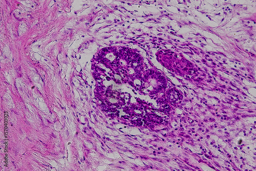 Murais de parede Pathology and Histology Tissue of Mammals under microscope.
