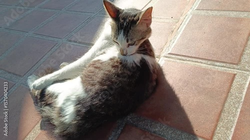 White-striped cat with long fur of domestic cat mix