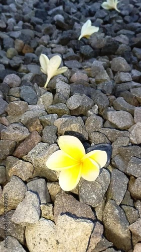 yellow frangipani flowers that have fallen on the pebbles