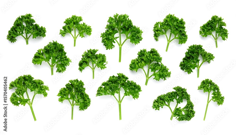 Fototapeta premium Fresh Parsley sprigs arranged