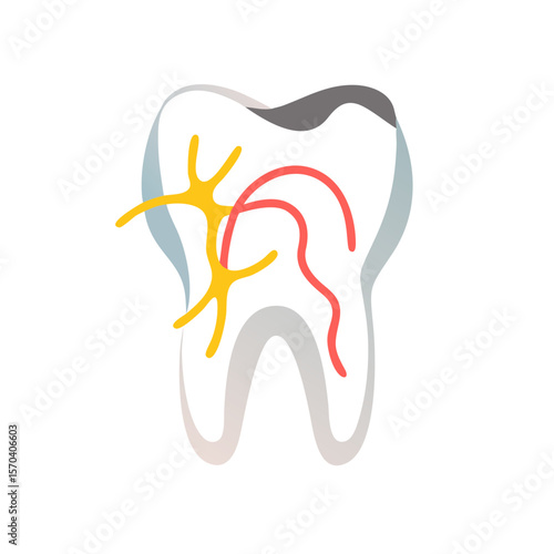 Human Tooth Anatomy Illustration with Nerves and Blood Supply
