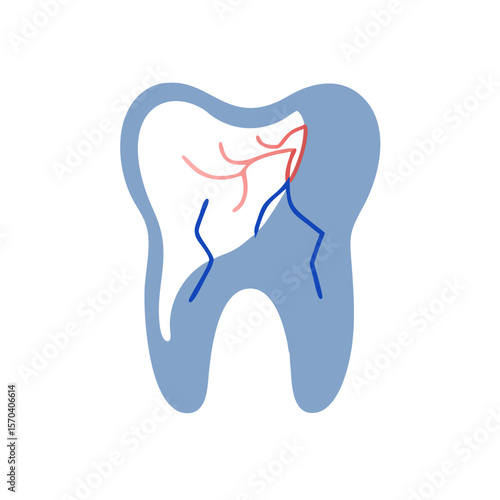Tooth anatomy illustration showing internal dental structure on White