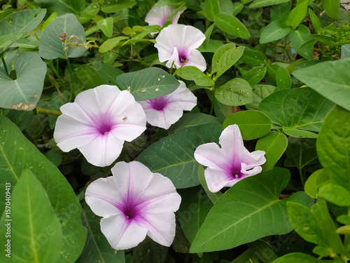 Photo of Ipomoea Aquatica flower and leaves.
Ipomoea Aquatica is one of the vegetables that grows in the water and can be cooked as a cuisine menu.