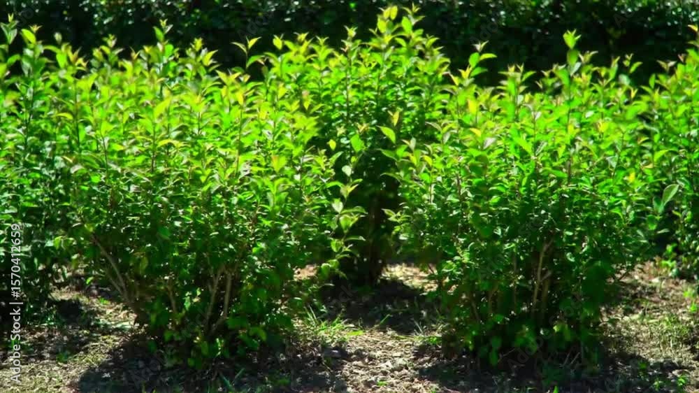 Lush green bushes with vibrant leaves under the bright sunshine on a sunny day Lush green bushes with vibrant leaves under the bright sunshine on a sunny day
