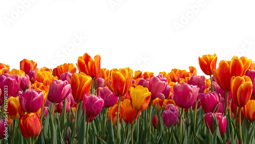 fresh tulip border isolated on transparent background.