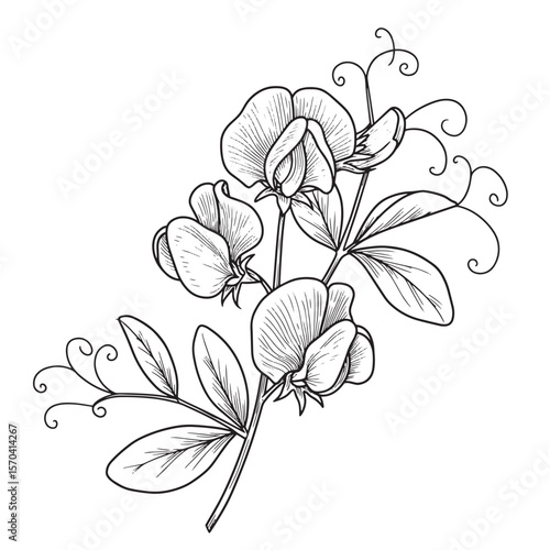 Detailed black and white illustration of a delicate sweet pea flower plant