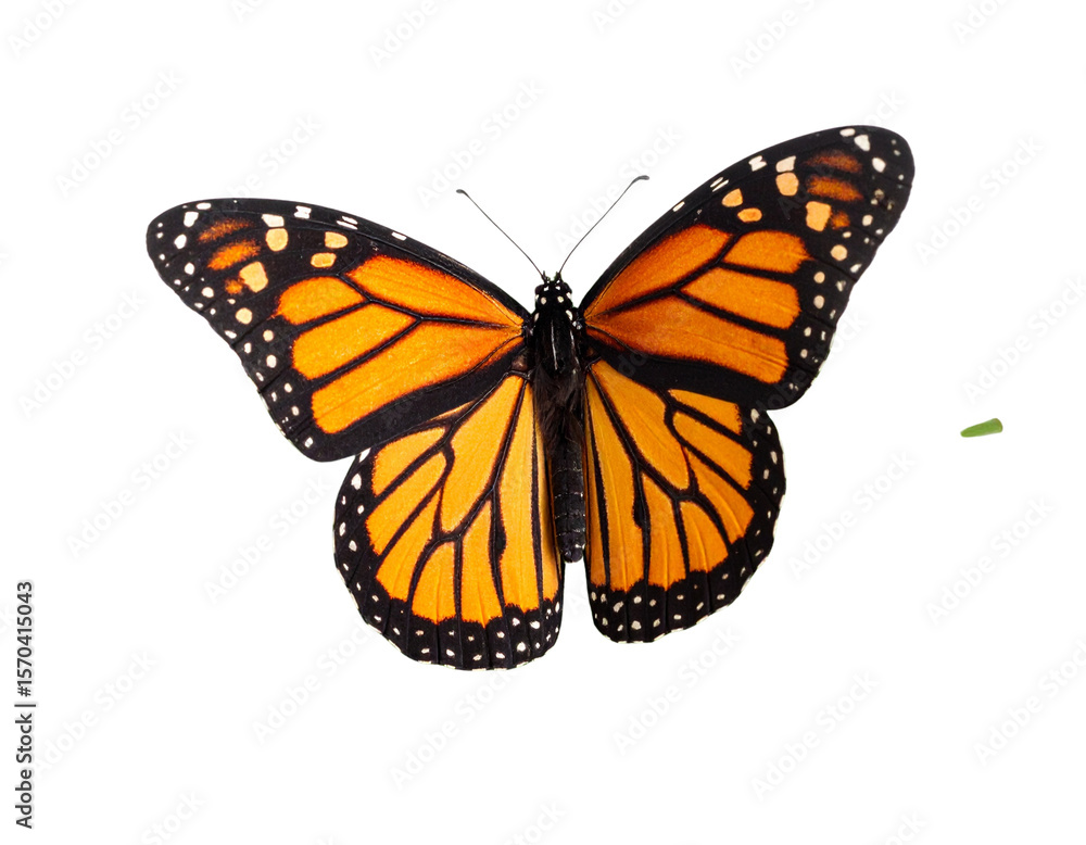 Fototapeta premium Colorful Monarch Butterfly Perched on a Dewy Leaf, isolated on a transparent background
