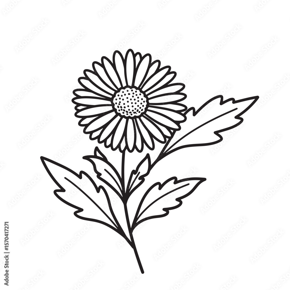 Fototapeta premium Hand drawn floral illustration of a daisy flower with leaves in black and white.