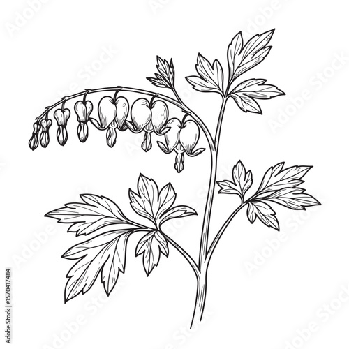 Intricate black and white illustration of delicate bleeding heart flower plant and foliage