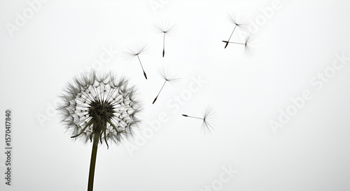 Wallpaper Mural Delicate dandelion seeds dispersing gracefully against a bright white background Torontodigital.ca