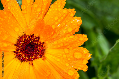 Fotografia calendula officinalis flower with drops