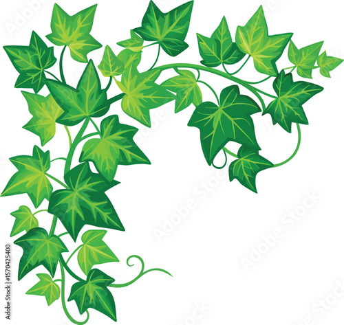 Green ivy leaves vine corner decoration plant nature