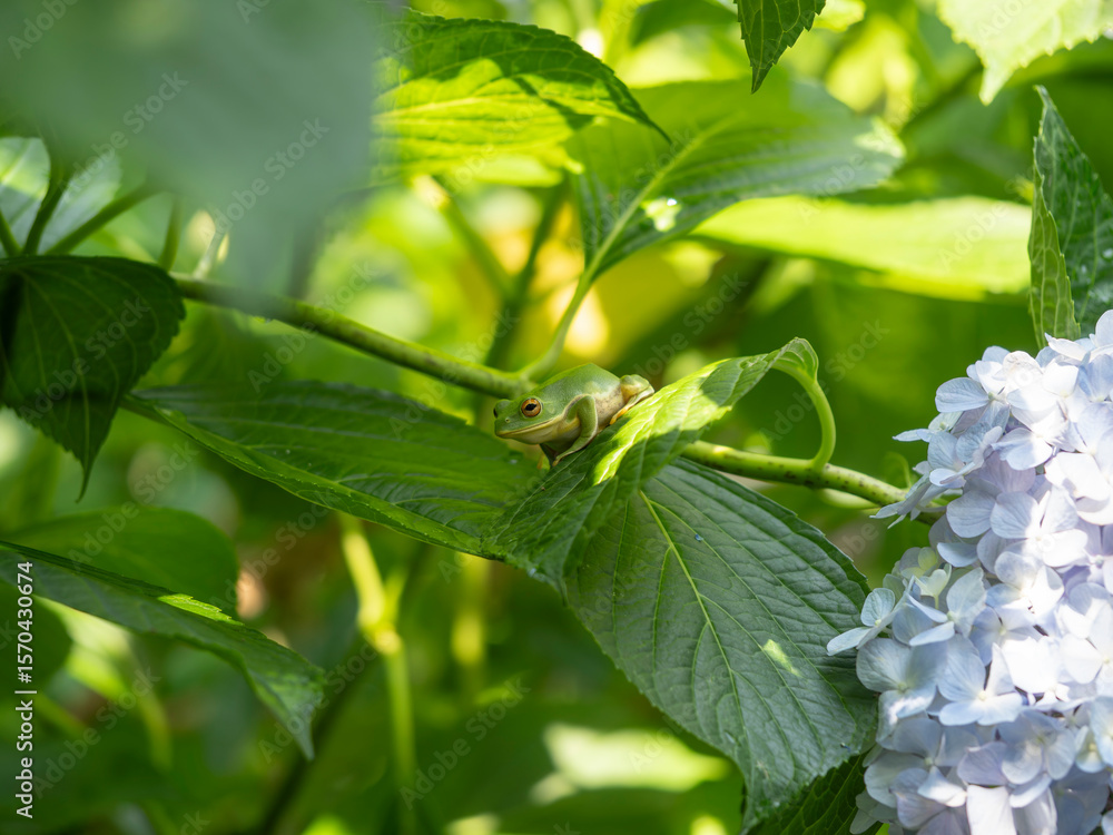 Obraz premium モリアオガエルと紫陽花