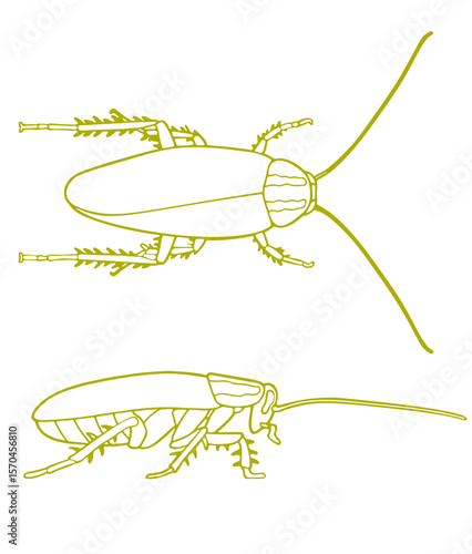 German Cockroach
