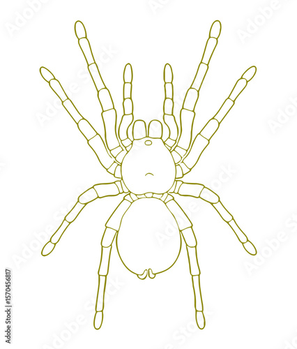  Goliath Birdeater