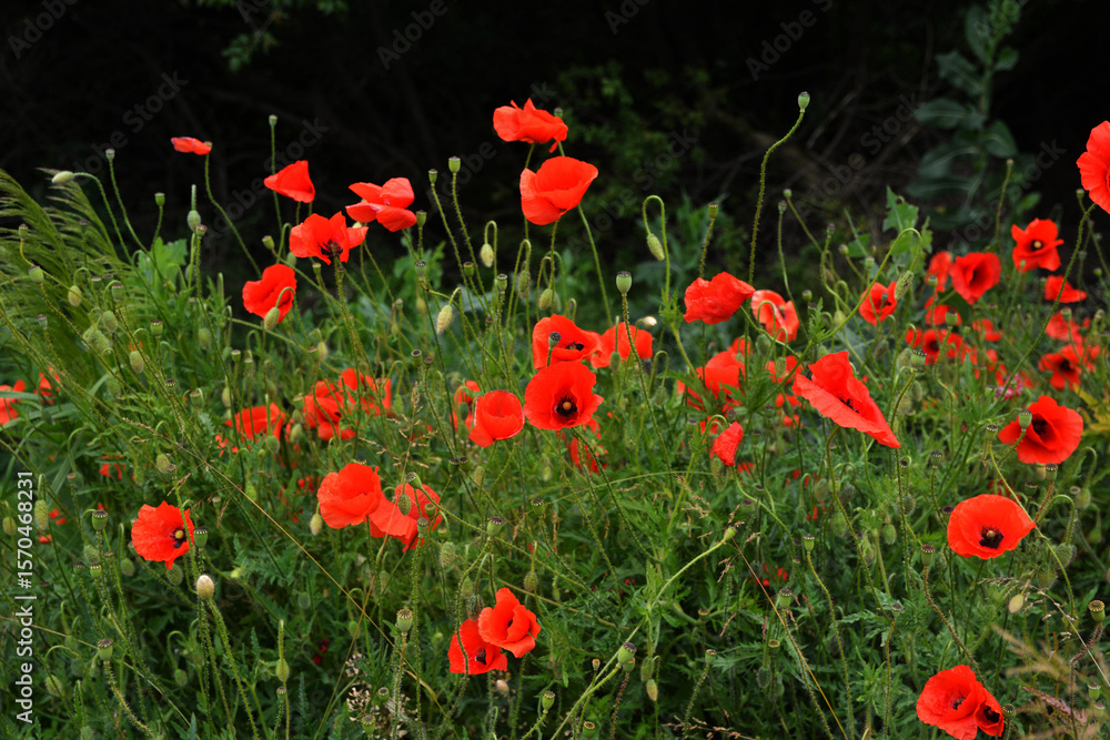 Naklejka premium Meadow with beautiful bright red poppy flowers in spring