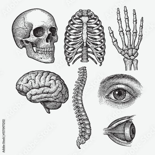 Detailed vintage anatomical drawing of human parts like skull, brain, spine, ribcage, hand bones, and realistic eye in classic scientific style.