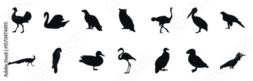 Collection of vector bird illustrations is an amazing black and white collection of various silhouettes. It is ideal for decorating zoo, nature, animal and bird themed objects