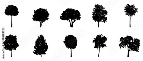 Detailed tree silhouettes of various trees on white background, Vector illustration