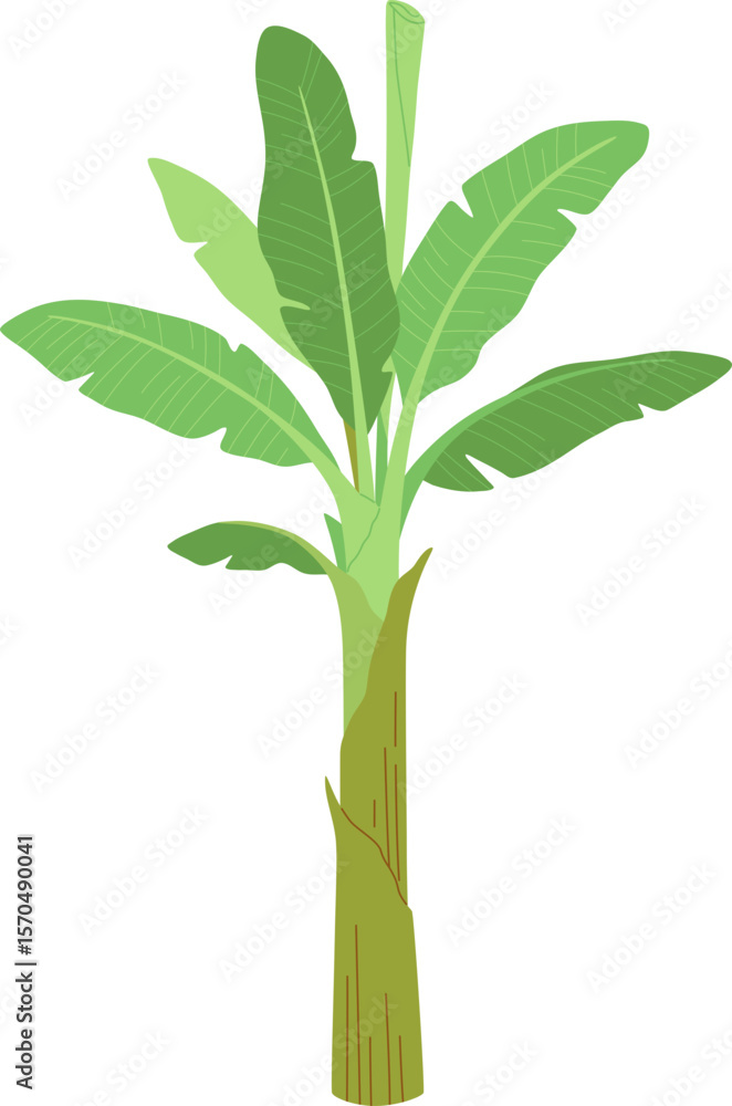 Fototapeta premium Banana Tree