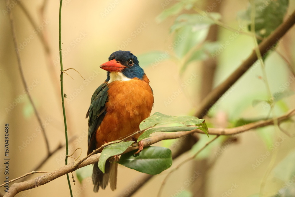 Obraz premium The green-backed kingfisher (Actenoides monachus) is a species of bird in the family Alcedinidae endemic to North Sulawesi, Indonesia