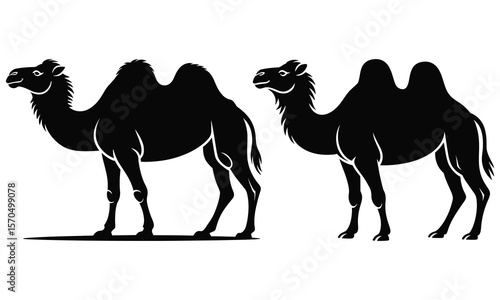 camel in the desert