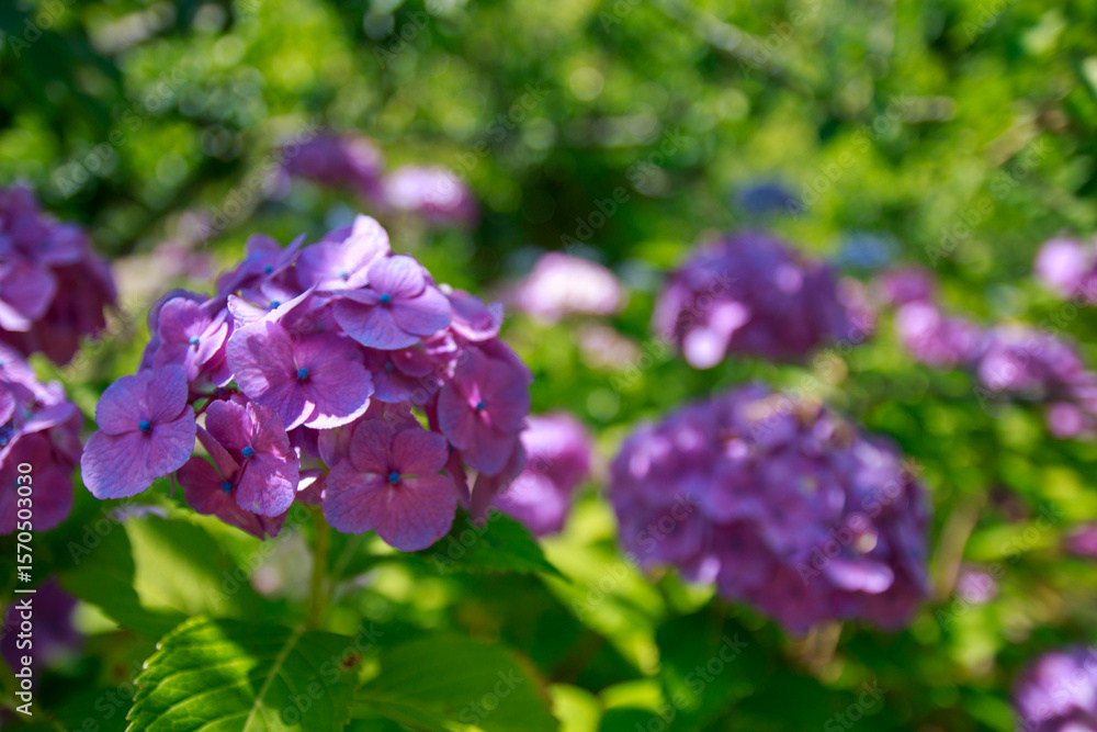 紫陽花 紫陽花