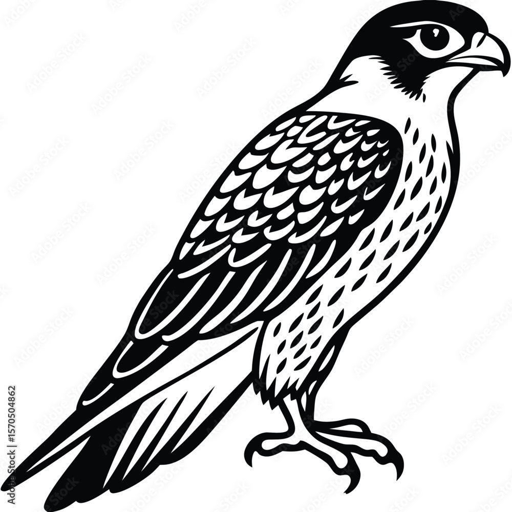 Obraz premium Detailed black and white falcon bird silhouette perched on white background