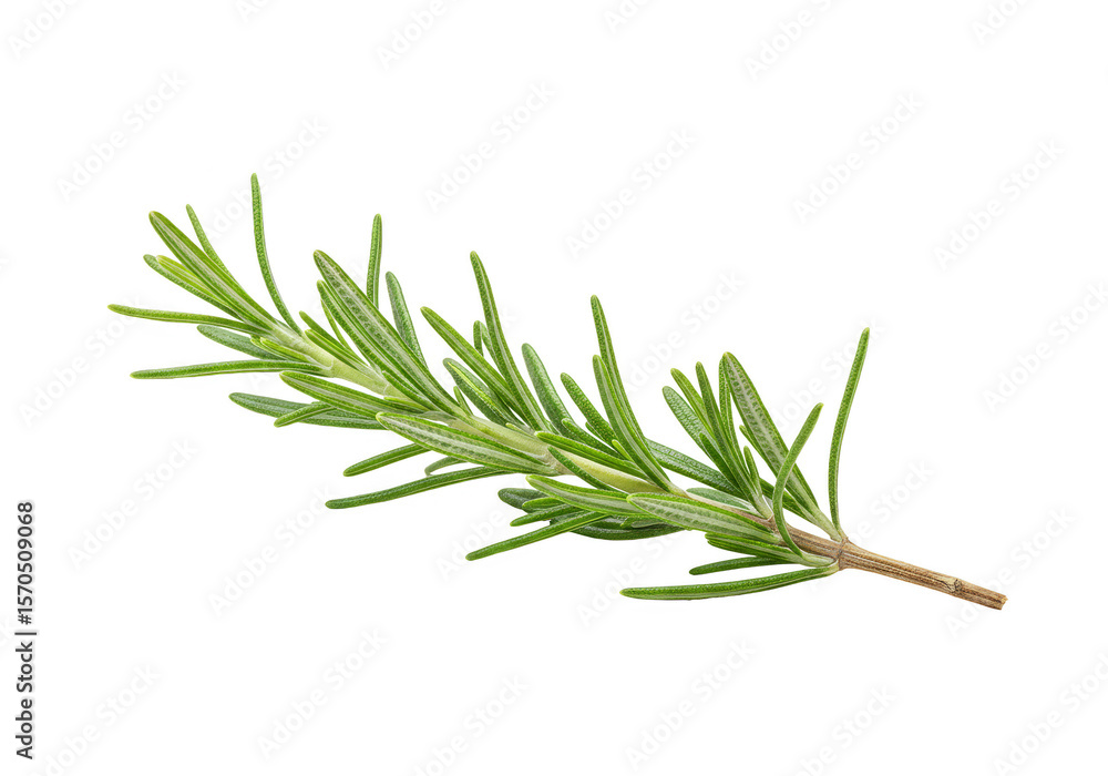 Fototapeta premium Isolated Green Rosemary Sprig Fresh Aromatic Herb Flavor Transparent