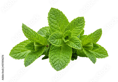 Isolated Transparent Background of Fresh Green Mint Herb Plant
